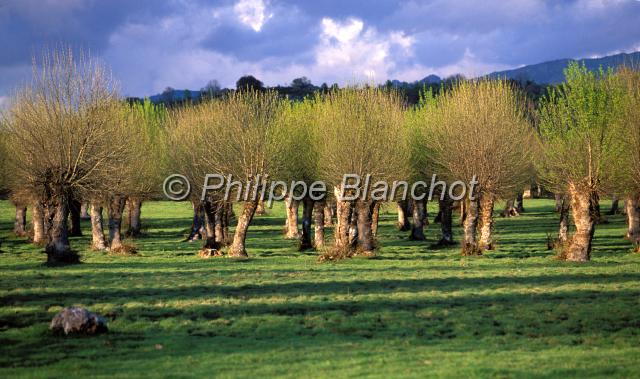 espagne castille 09.JPG - OliveraieCastille et LeonEspagne